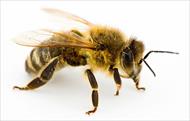 پاورپوینت زنبور عسل