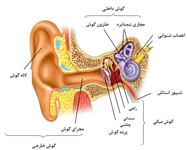 بررسی گوش