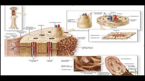 تحقیق درباره بافت شناسي استخوان